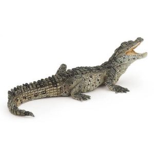 Crocodilo Bebé