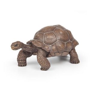 Tartaruga das Galápagos