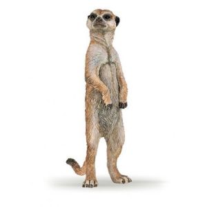 Suricata em pé