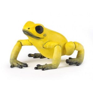 Sapo Amarelo Equatorial