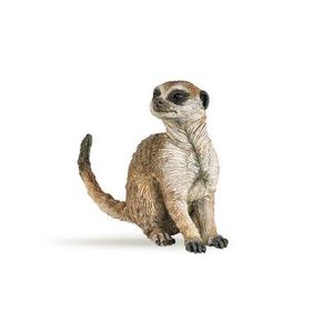 Suricata sentado
