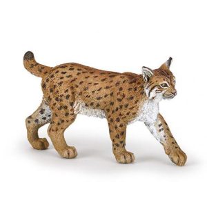 Lince