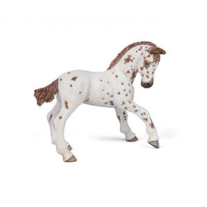 Potro Appaloosa Castanho