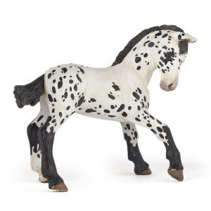 Potro Appaloosa Negro