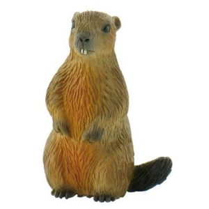 Marmota