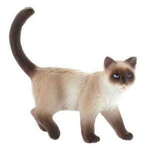 Gato Doméstico Kimmy