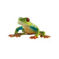 Rã Verde de Olhos Vermelhos