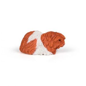 Porquinho da Índia