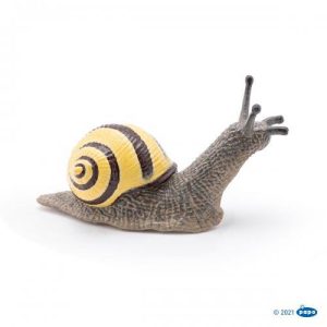 Caracol Raiado