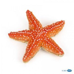 Estrela do Mar