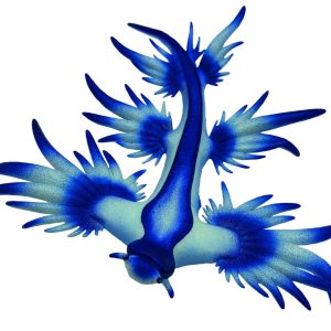 Lesma do mar azul
